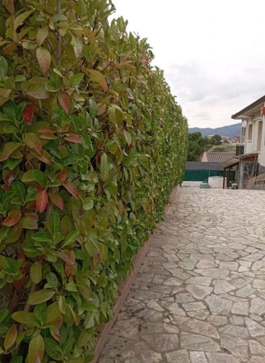 Jardineros a domicilio en Madrid