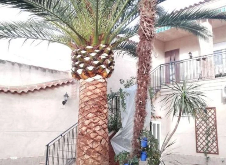 Tala y poda de arboles madrid